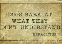 Why Do Dogs Bark – 8 Needs For Barking