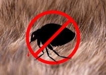 How To Kill Fleas On Dogs