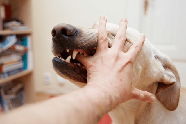 Dog Biting finger