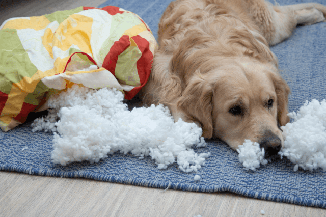 Dog ripped pillow