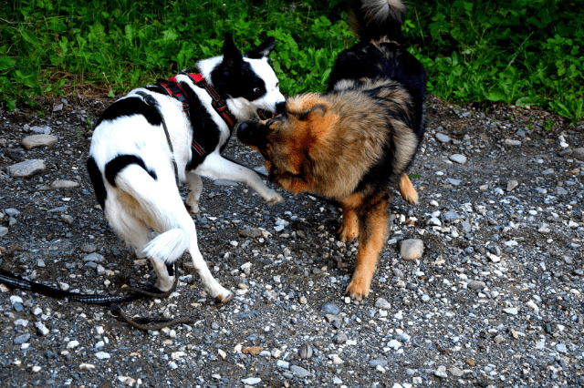 male and female dog smelling each other