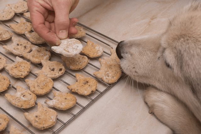 dog eating cookie