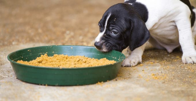 Puppy Loss Of Appetite 12 Suggested Remedies