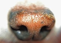 Why Do Dogs Have Wet Noses 5 Causes
