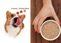 Is Bird Seed Bad For Dogs