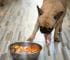 Best Food For Dogs With Arthritis