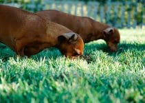 3 Reasons Why My Dog Eats Grass