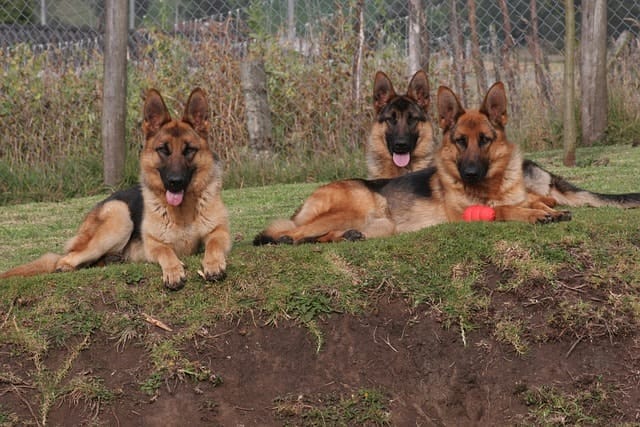 best guard dog breed