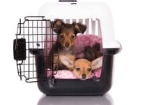 6 Easy Puppy Crate Training Schedule Tips