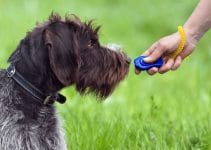 What Is Dog Clicker Training?