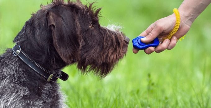 What Is Dog Clicker Training?