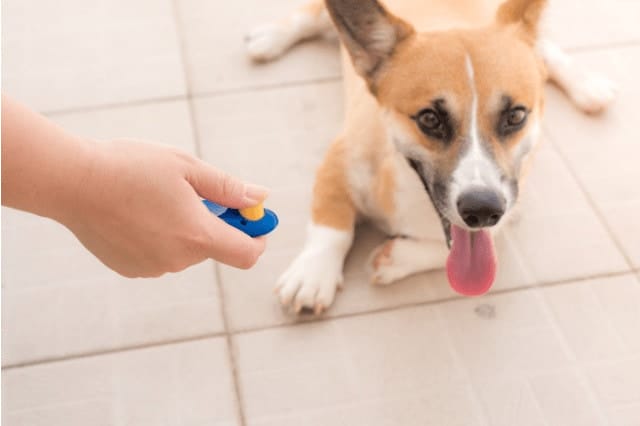 What Is Dog Clicker Training
