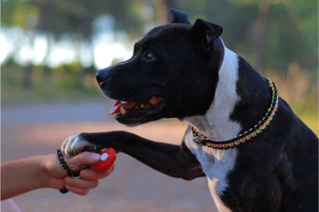 What Is Dog Clicker Training