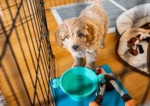7 Powerful Tips On Puppy Potty Training Schedule