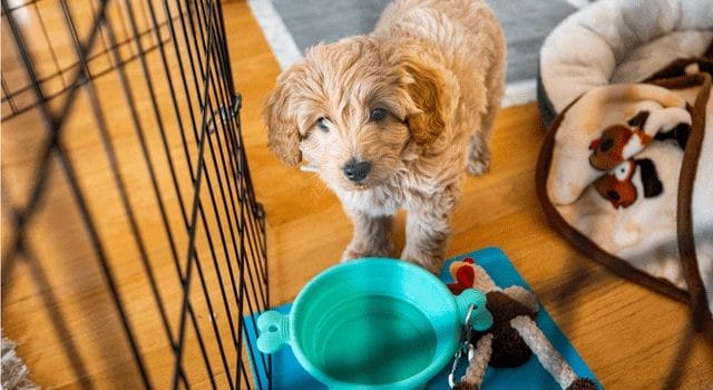 7 Powerful Tips On Puppy Potty Training Schedule