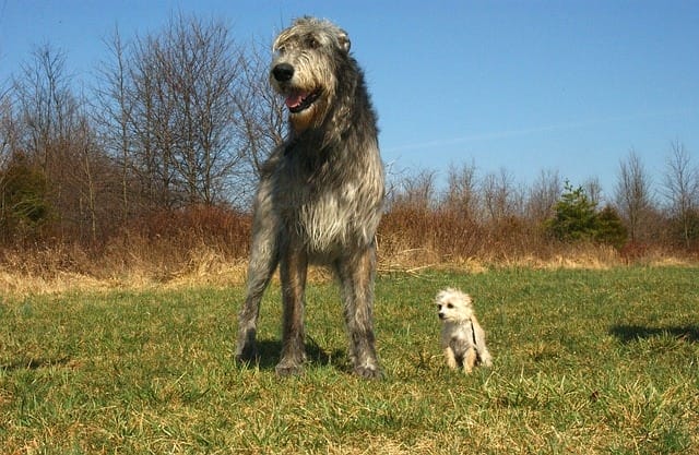 Tallest Dog Breeds