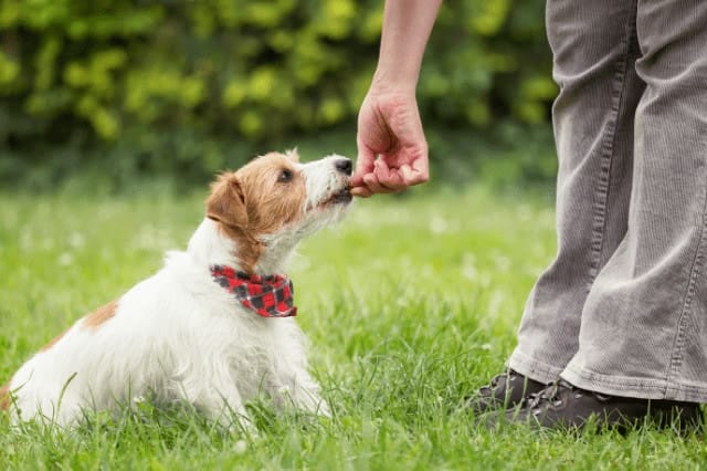 How To Obedience Train Your Dog