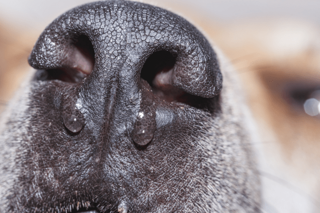 what is Canine Distemper