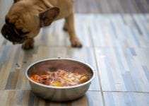 What Is A Well Balanced Dog Diet? – 5 Essential Nutrients