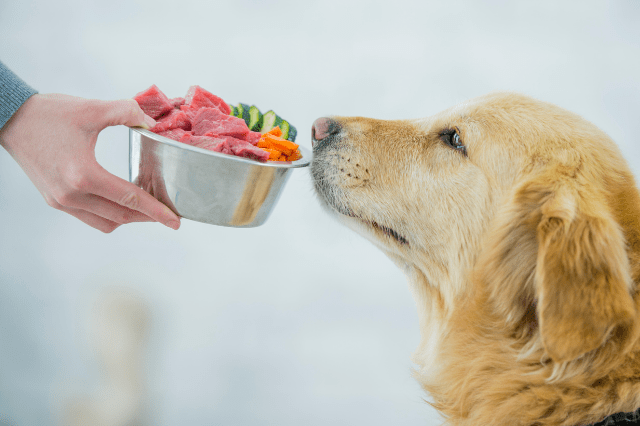 What Is A Well Balanced Diet For Dogs