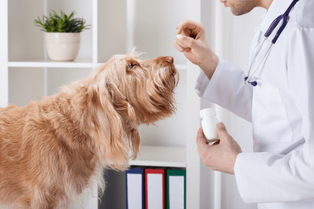 common allergies in dogs	