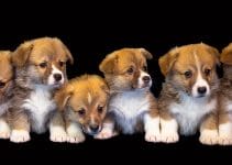 Critical Qualities Of Reputable Dog Breeders