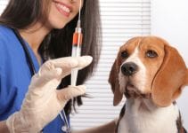 What Vaccines Do Dogs Need For 6 Serious Infections