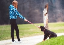Disobedient Dog – 5 Signs
