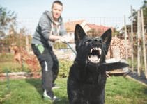 Aggressive Dog Behavior – 7 Tips To Control