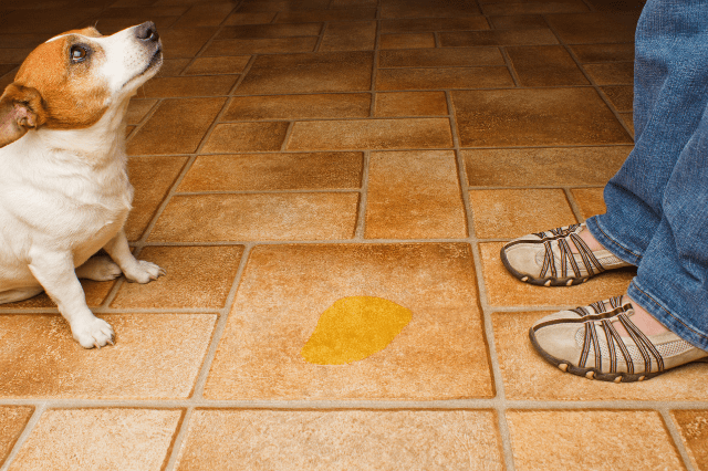 Frequent Urination In Dogs