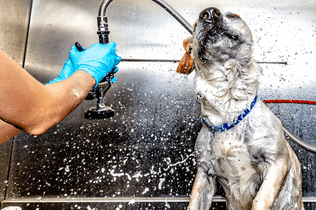 What Vaccines Do Dogs Need