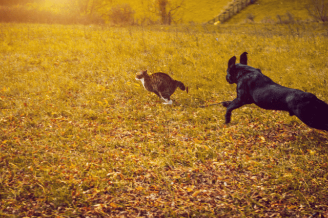 black dog chasing cat