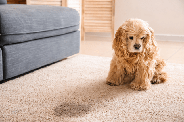 Frequent Urination In Dogs