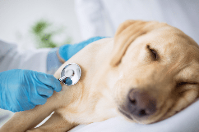 What Vaccines Do Dogs Need