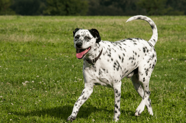 are dalmations good dogs