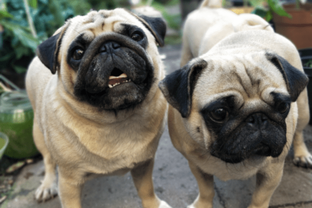 best dog breed for families