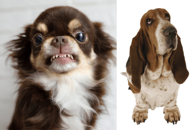 angry Chihuahua and docile basset hound