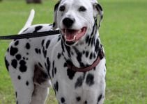 Are Dalmatians Good Dogs