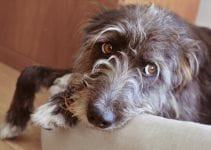 How To Prevent Separation Anxiety In Dogs