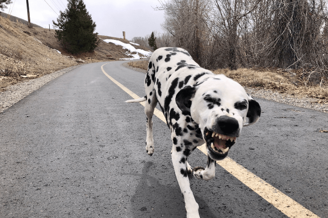 dalmation dog growling showing teeth