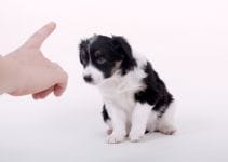 Positive Reinforcement Dog Training 4 Tips