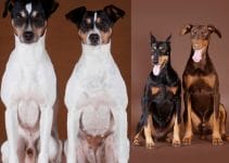 Are Male Or Female Dogs Better