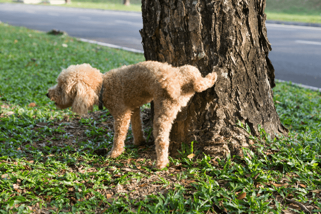 dog peeing against a tree