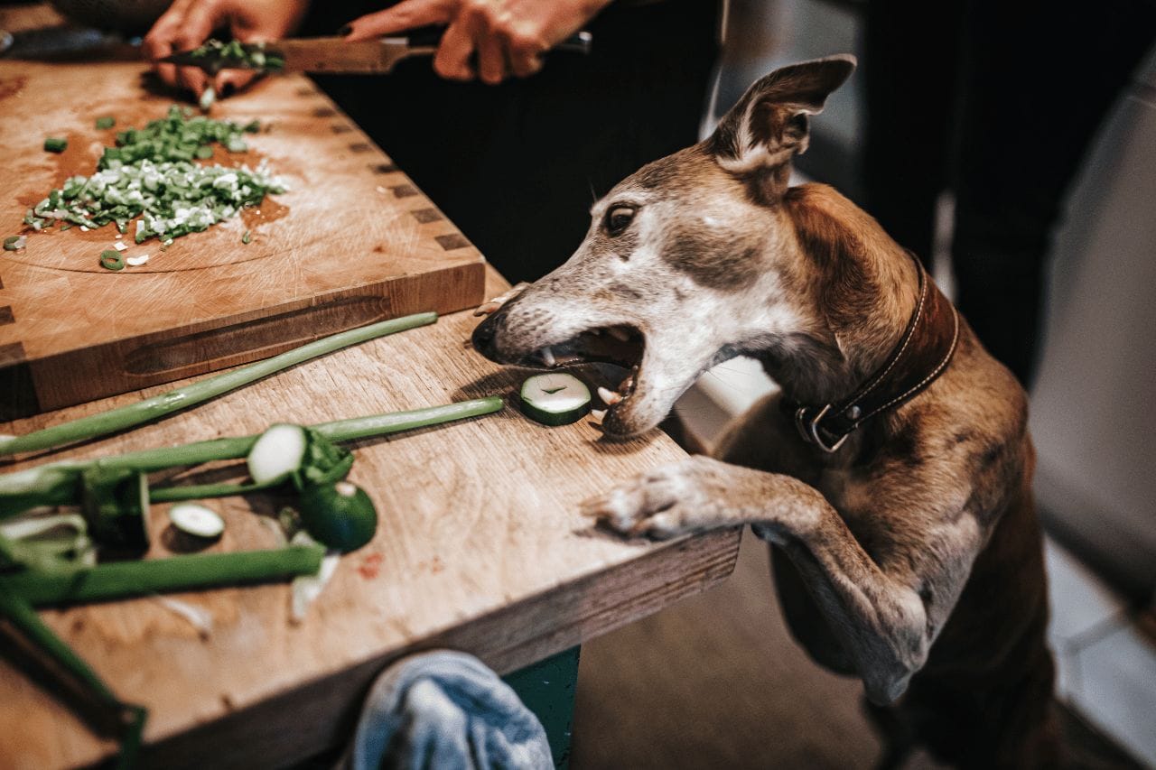 What Happens To A Dog Who Eats Table Scraps - dogtrainingbehavior.com