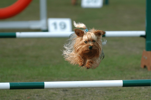 silkie terrier jumping over pole
