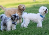 Allergy Free Dogs 4 Breeds