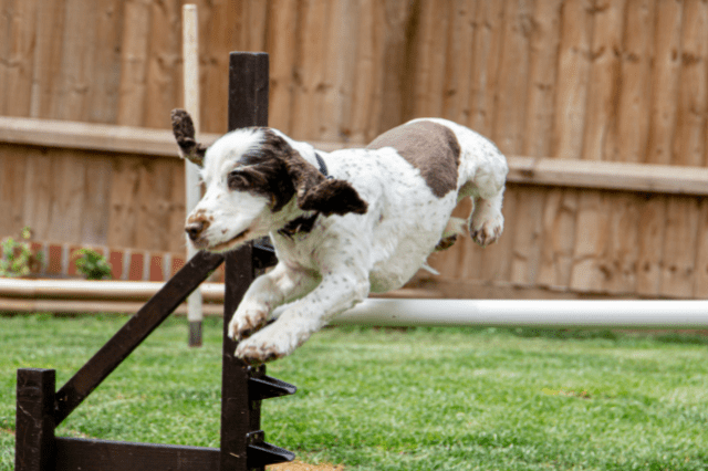Dog Training Methods