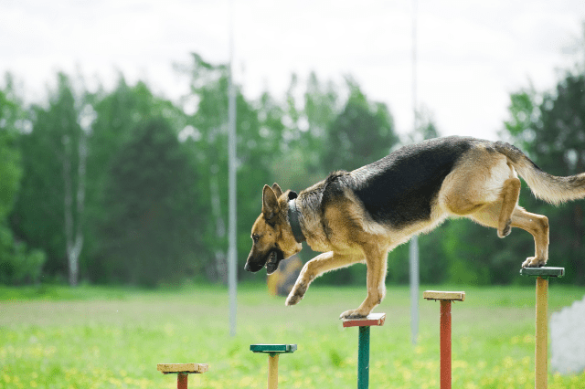  Types Of Dog Training Methods