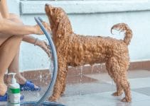 How Often Can I Bathe My Dog