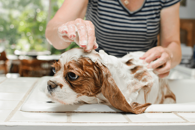 puppy being cleaned up